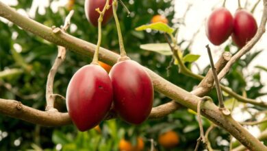 Photo of Tamarillo – pomidor drzewiasty – uprawa, jak jeść, przepisy
