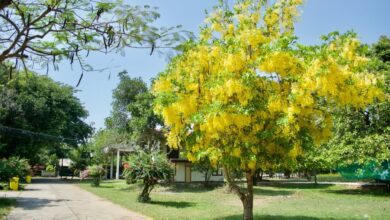 Photo of Strączyniec cewiasty: Tajemnice drzewa narodowego Tajlandii